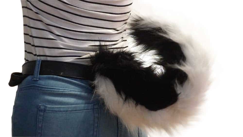 why do huskies have curly tails