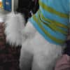 Husky tails!