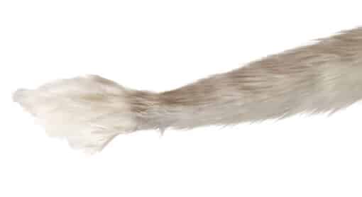 gryphon tail by the tail company